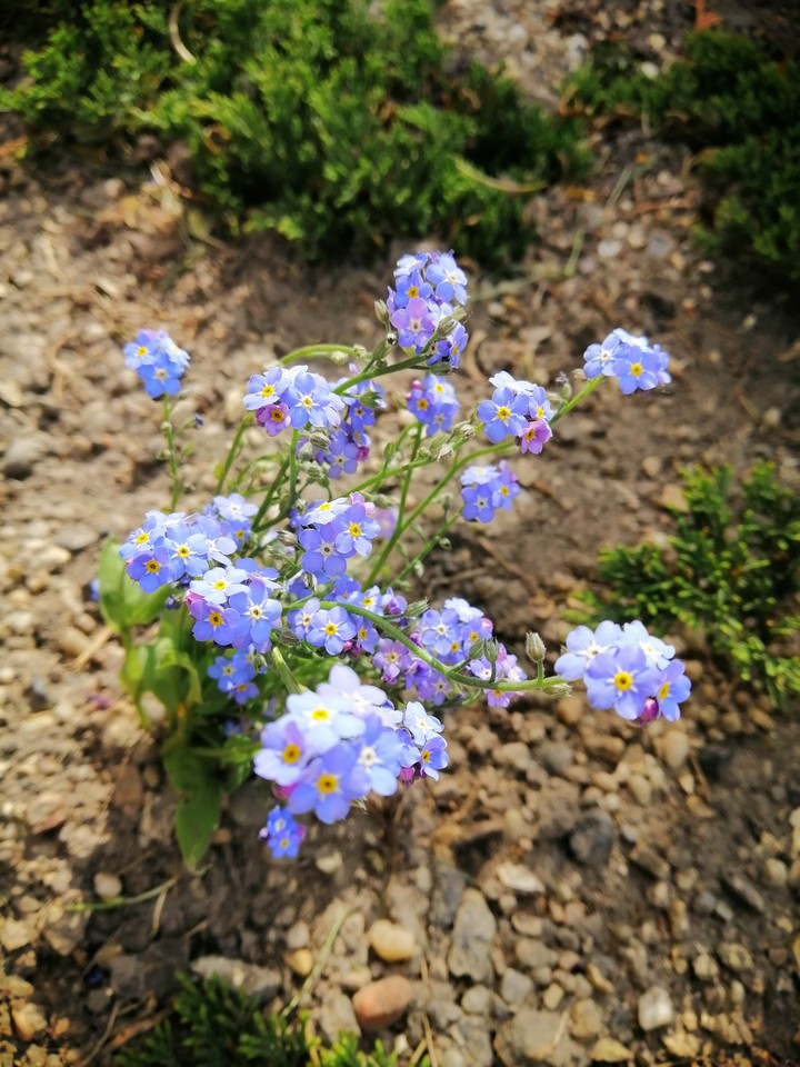 flowers