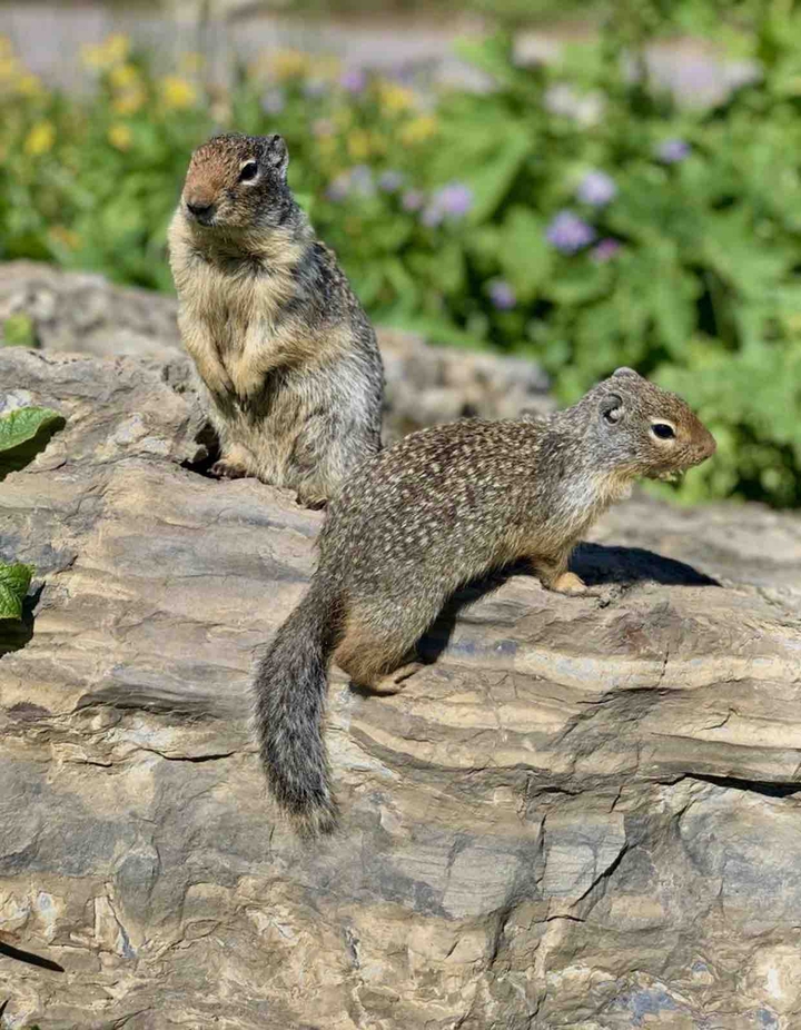squirrels