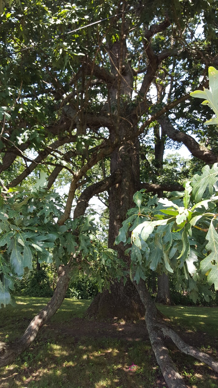 Old Oak Beauty