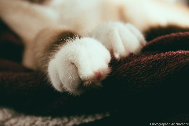 feet