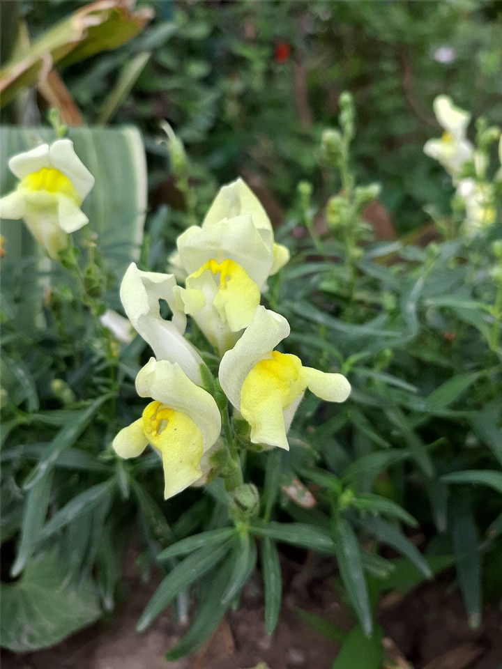 flowers