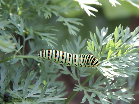 arthropod, 蝴蝶壁纸