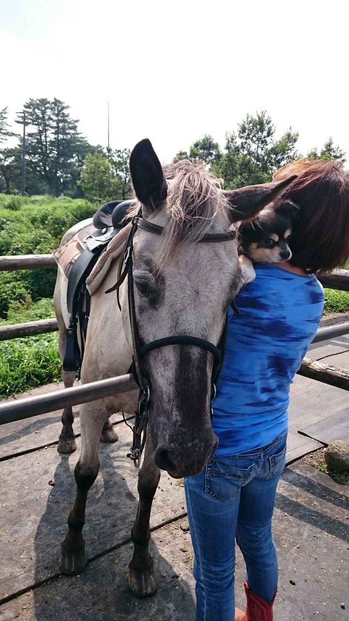 dog &  horse