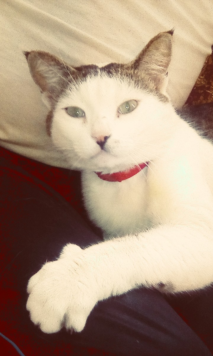 Мой кот Пушик