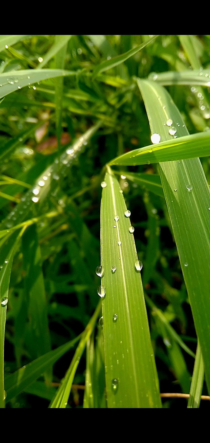 rain drops