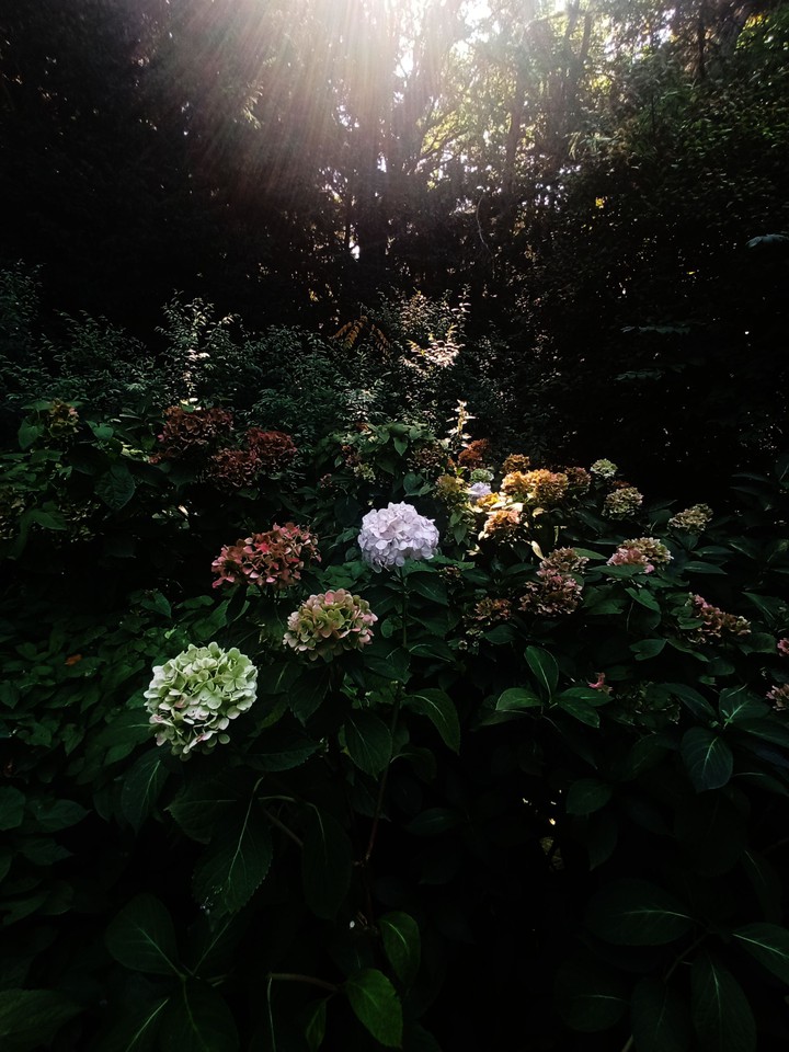 Sunlight