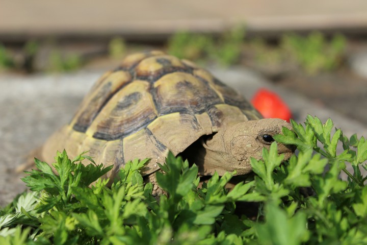 turtle of my heart