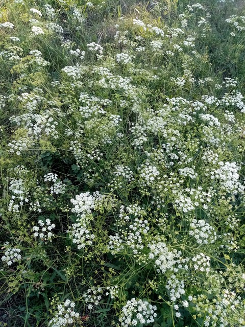 field