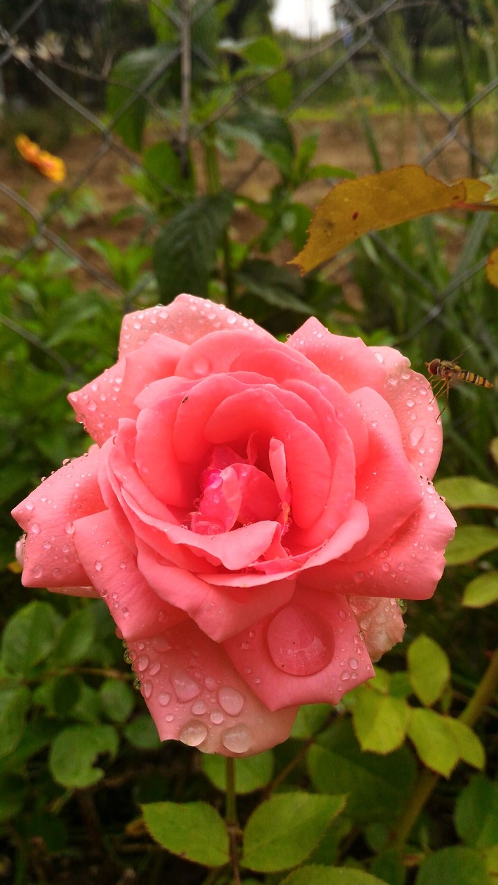 Pink rose!
