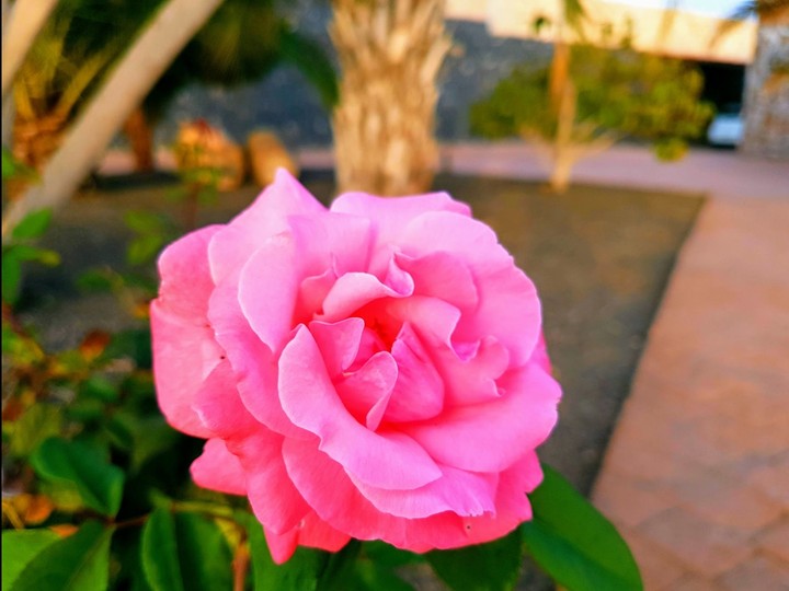 Pink Rose