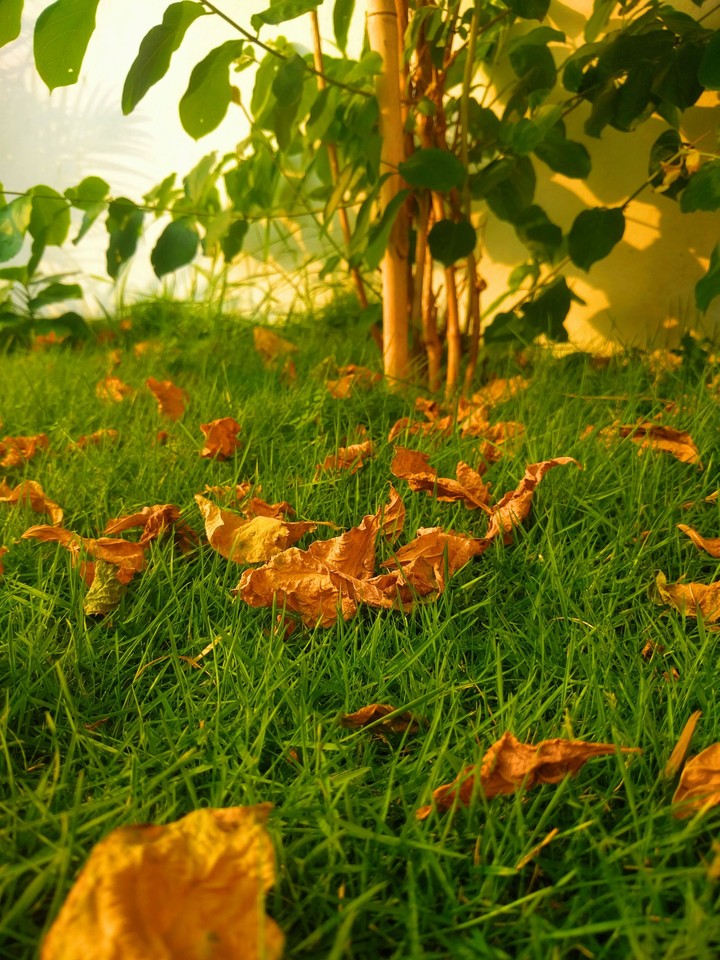 Grass.....4k.....