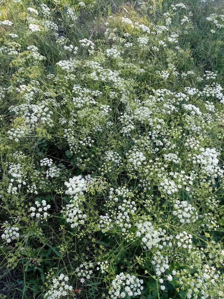 field