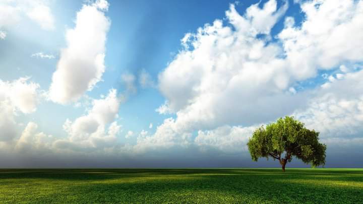 green fields