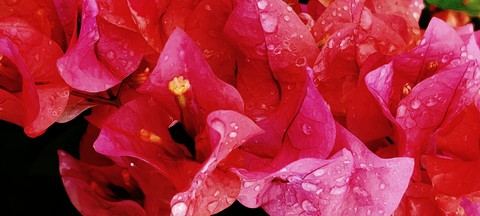 pink flowers