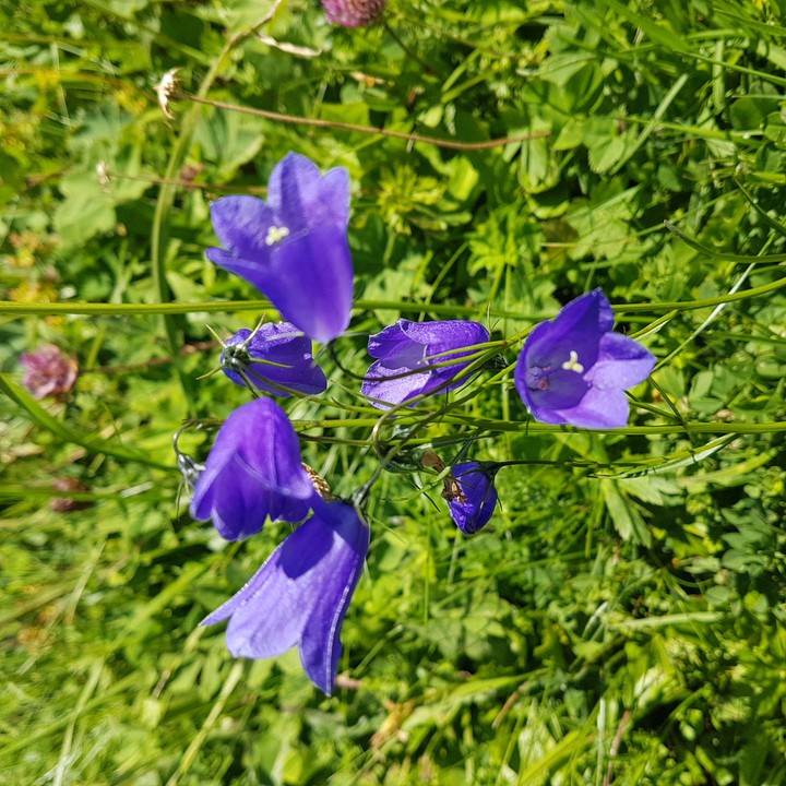Bergblume
