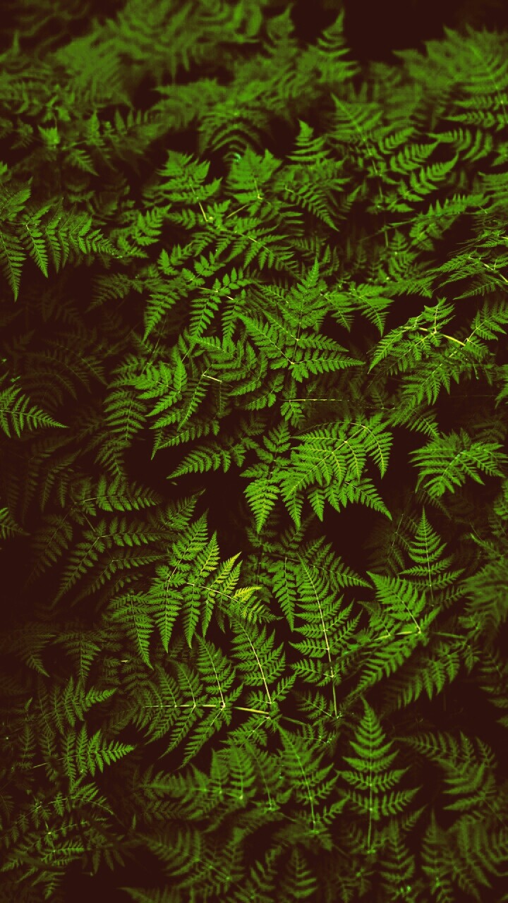 King of leaf