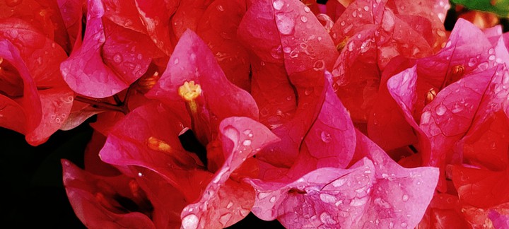 pink flowers