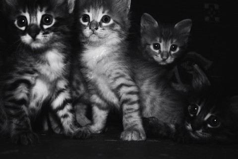 my cats ??