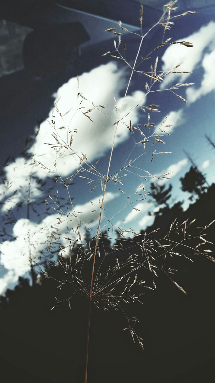 reed