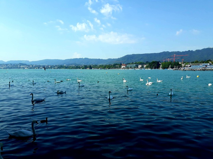 Swans in Zurich