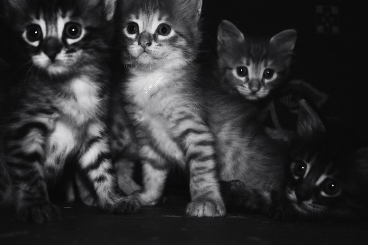 my cats ??
