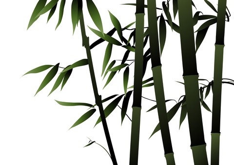 Bamboos