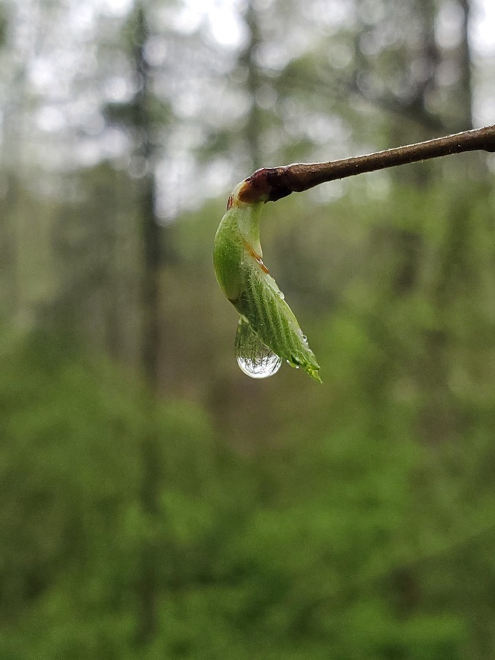 droplet