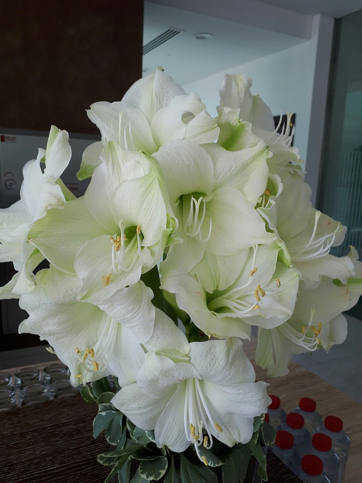 flowers