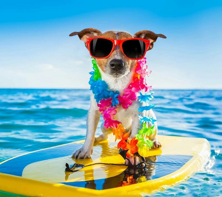 cão surf