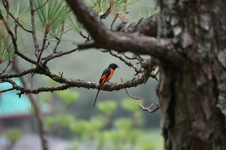 orange minivet