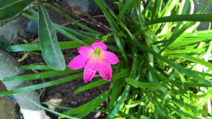 Flower