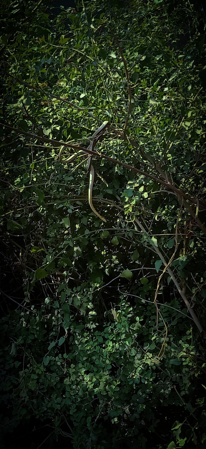snake