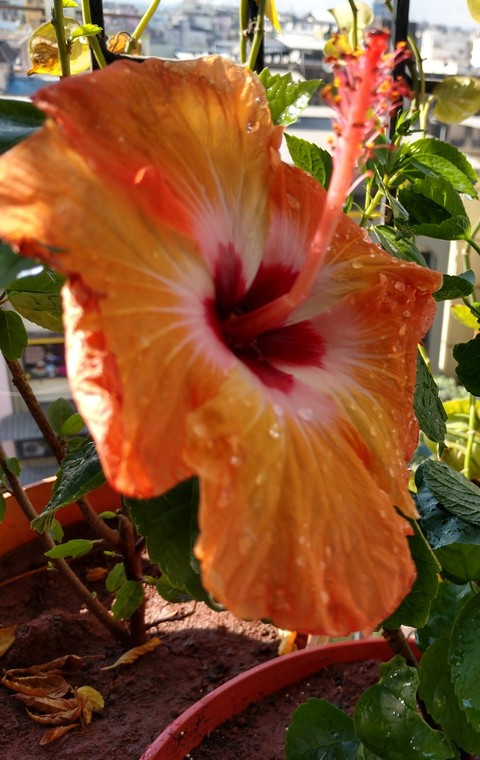 Hibiscus