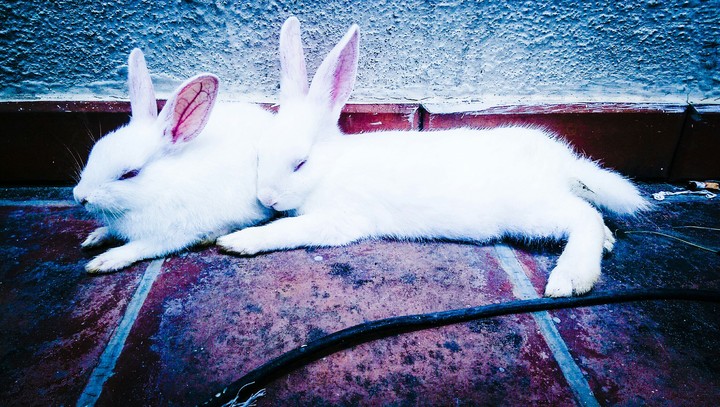 Rabits