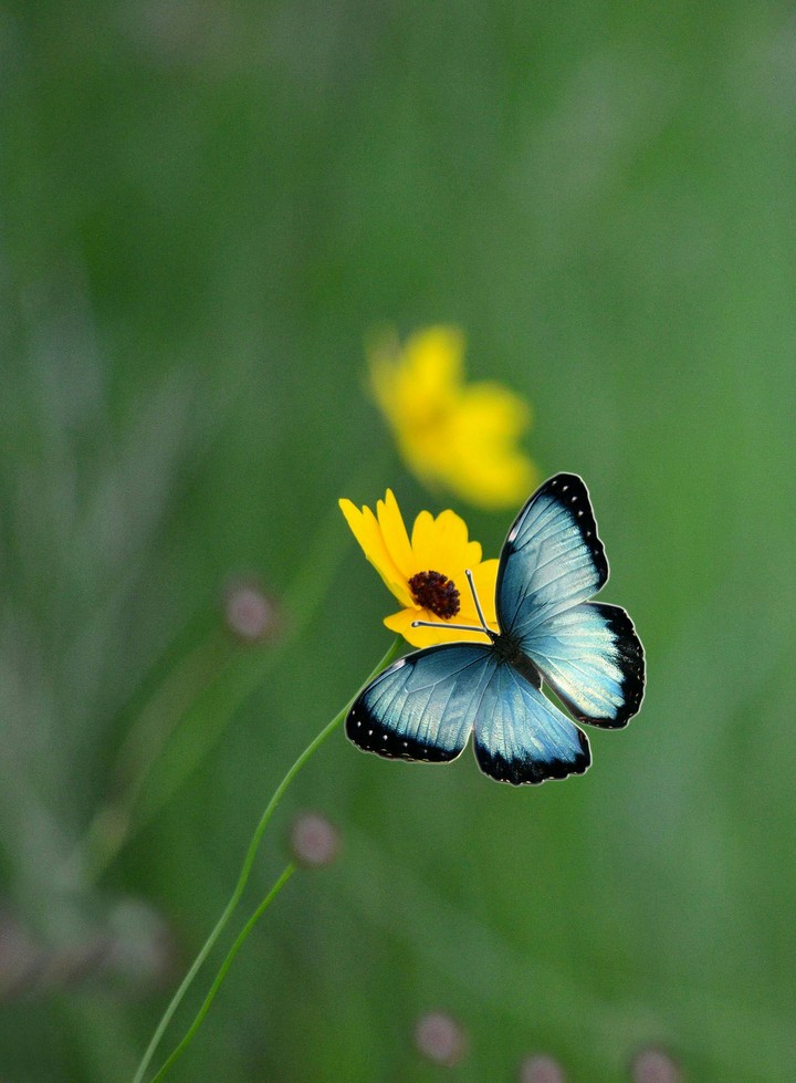 Butterfly