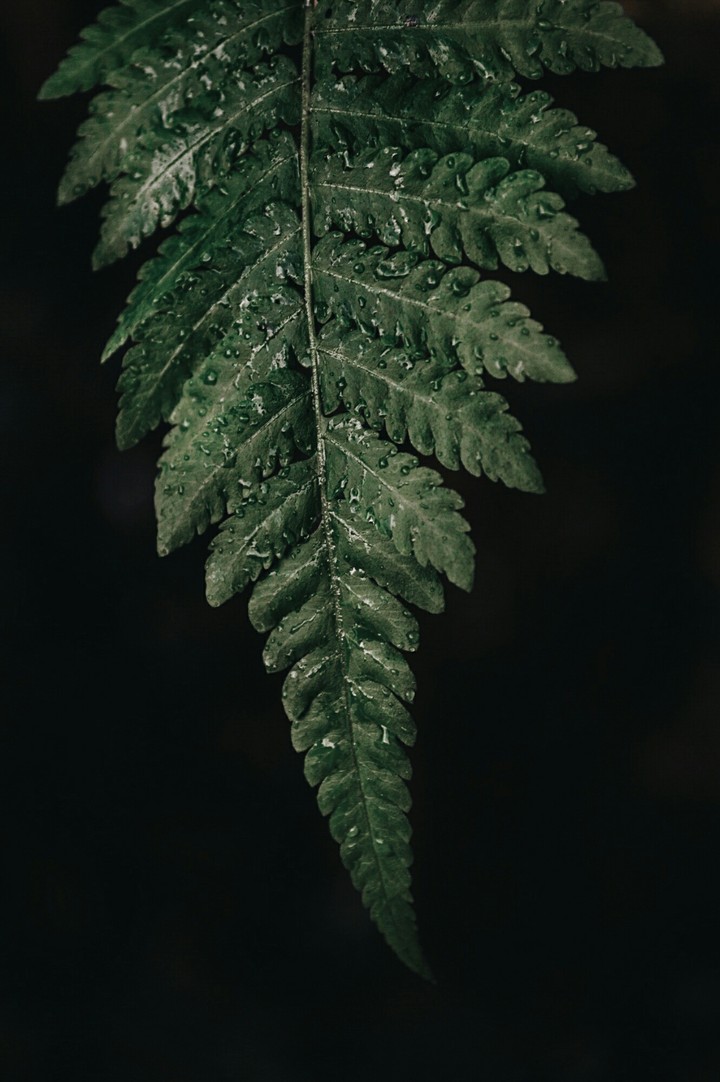 Leaf
