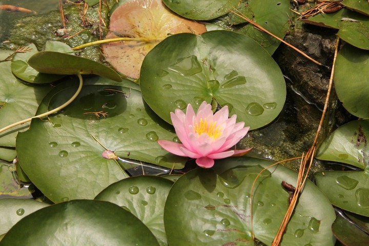 Water lily