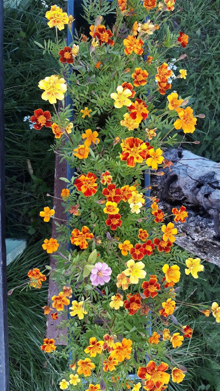 Nature 6