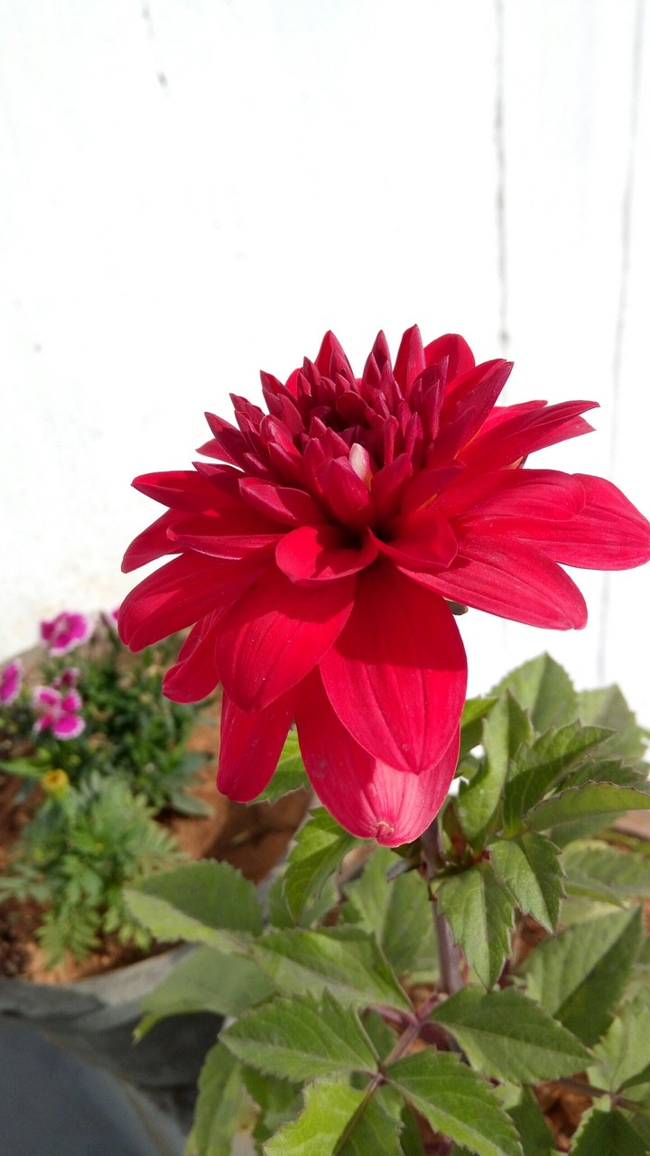 red flower