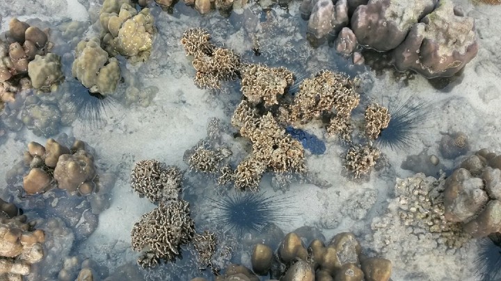 coral