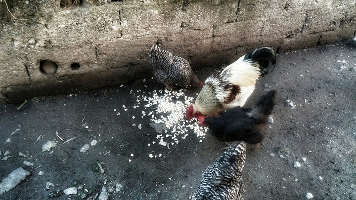 chicken