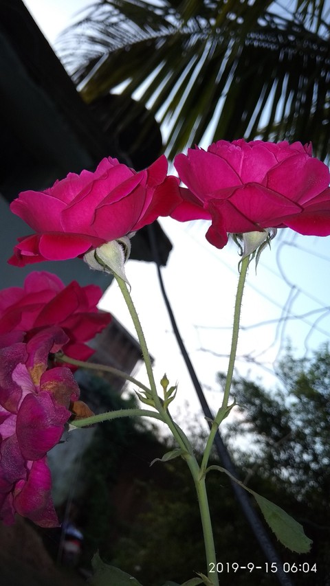 red rose