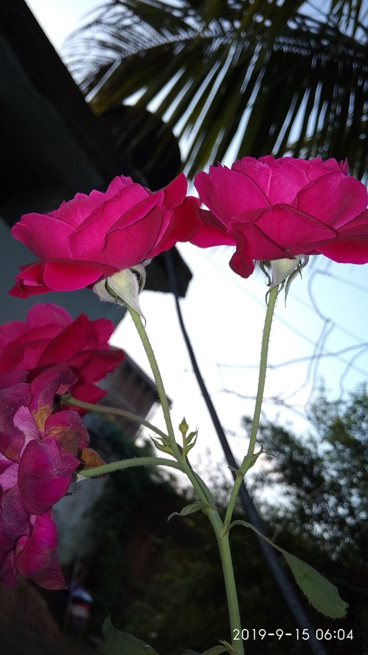 red rose