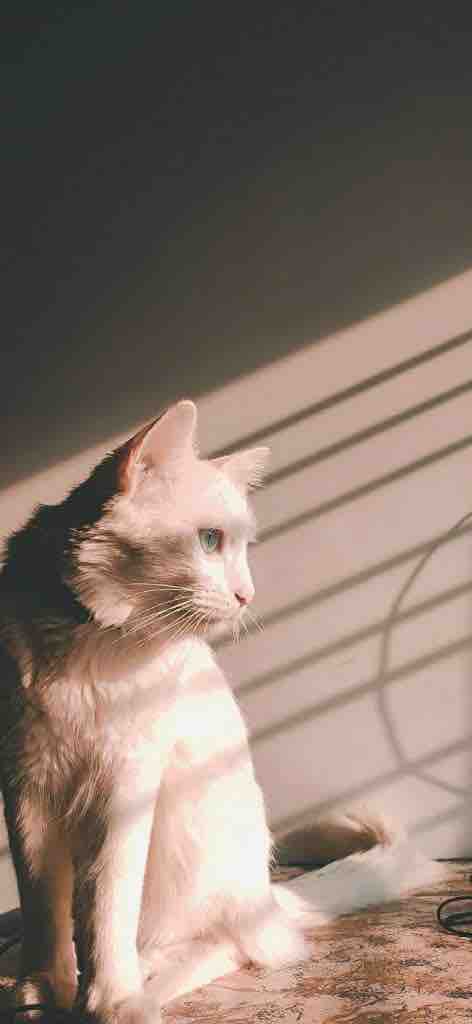 Catyyyyy