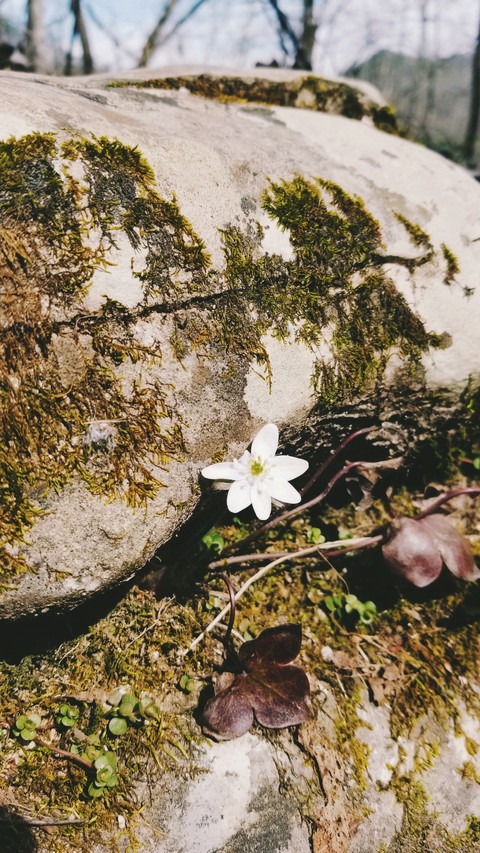 Hidden Flower