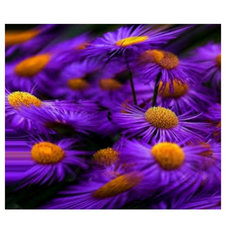 purple orange flowers