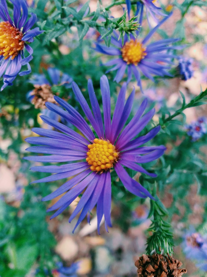 Purple eyes
