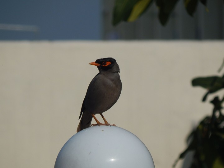 Bird