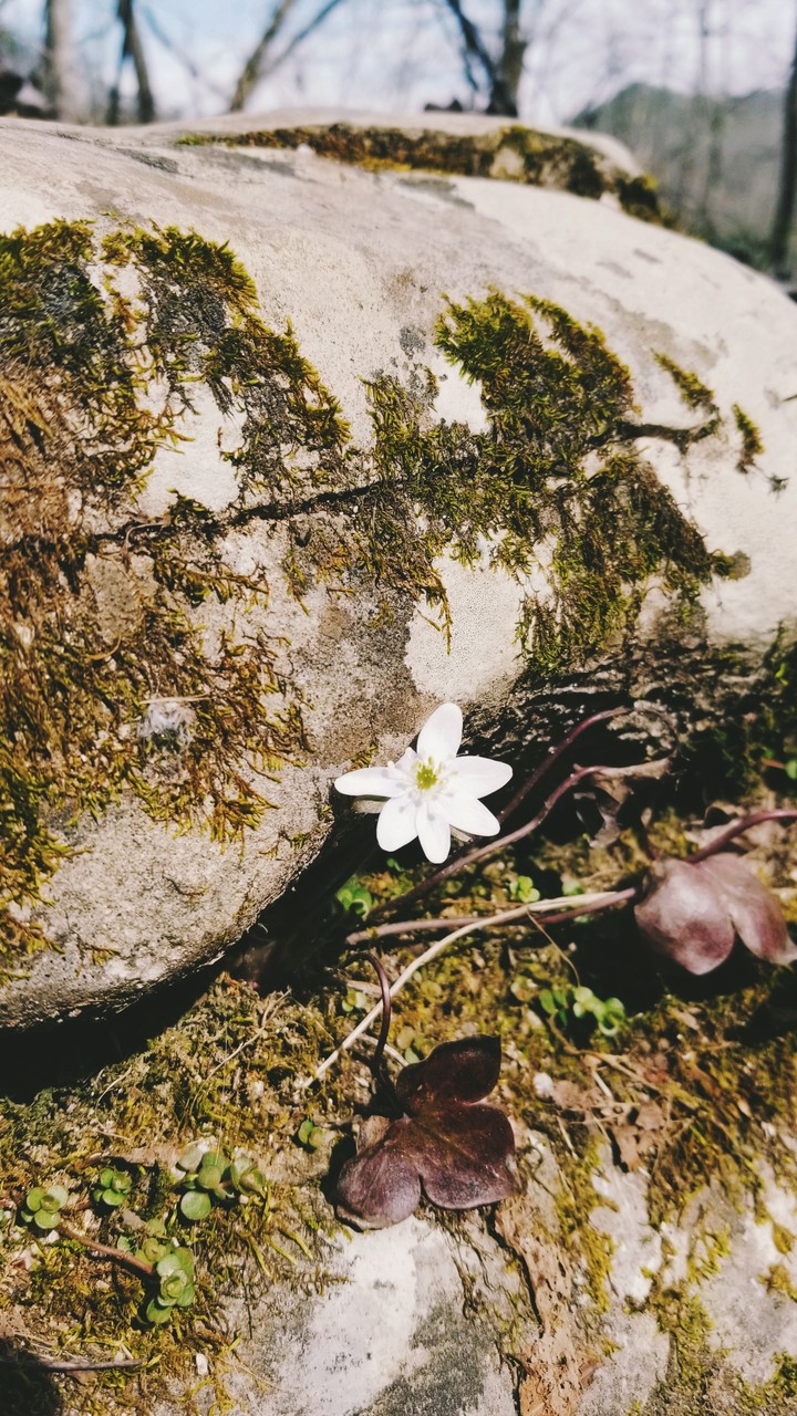 Hidden Flower