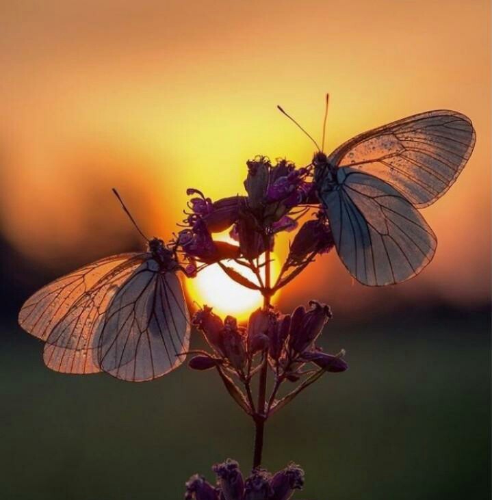Nature... vibes